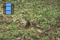 Scene 58_hssflight_Forcing feeding Morpho peleides to take off, which keep staying around banana bait